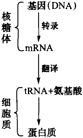 一、乳腺內蛋白質的合成